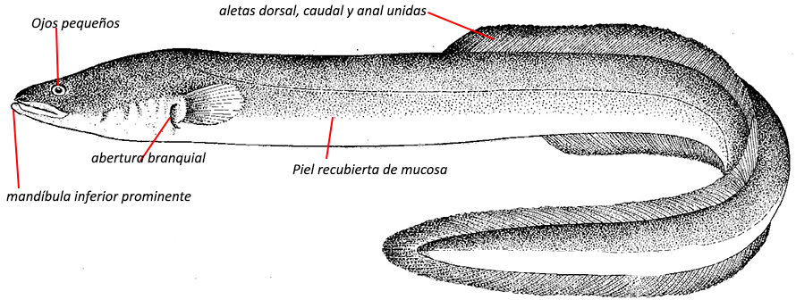 Anguilla anguilla_01